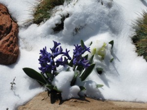 Hyacinths in the Snow