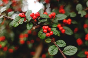 Fall berries by Fran in Ireland