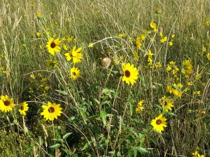 Black-eyed Susans