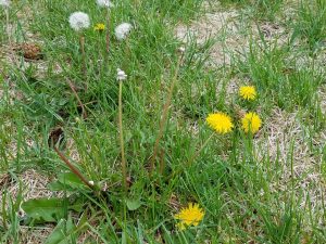 Dandelions