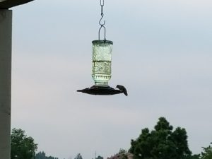 hummingbird drinking