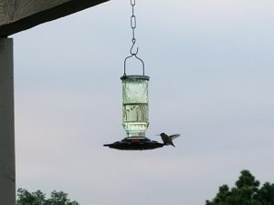 hummingbird in flight