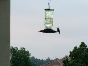 hummingbird perched