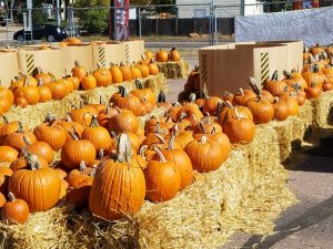 Pumpkins for Sale