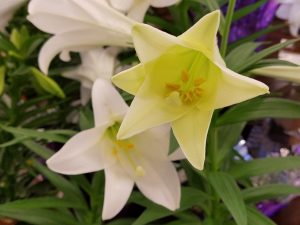 Easter lilies