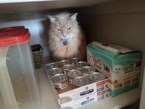 Beau in pantry