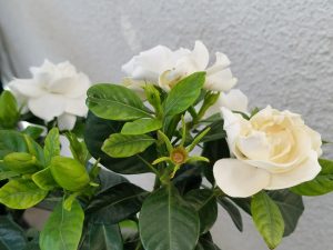 Waco--Magnolias