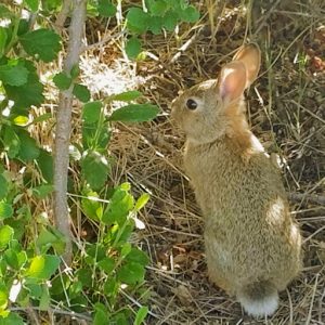 Baby bunny