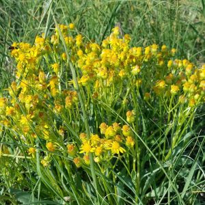 Cinquefoil in Rampart Park