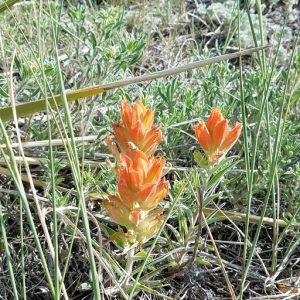 Indian paintbrush in Rampart Park