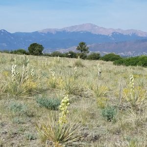 Yucca in Rampart Park