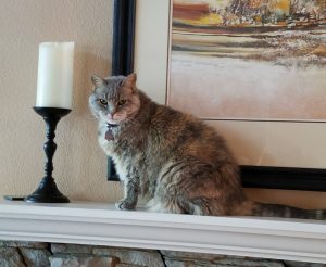 Molly on Mantel