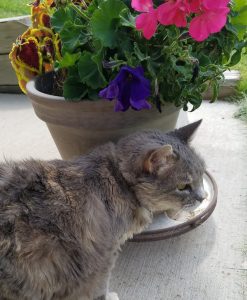 Molly on Patio