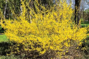 Forsythia Bush from Jan K.