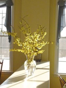 Forsythia in vase