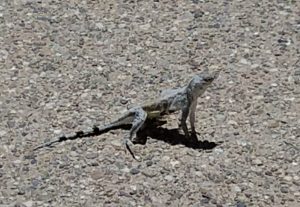 Tohono Chul--lizard