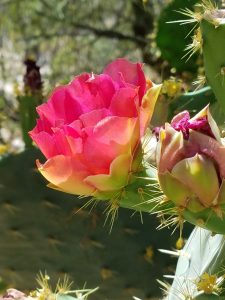 Tohono Chul-red cactus