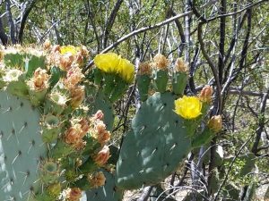 Tohono Chul--yellow cactus