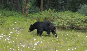Bear in Canada