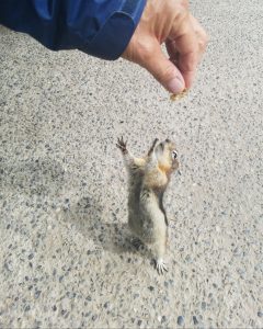 Chipmunk in Canada