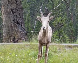 Goat in Canada