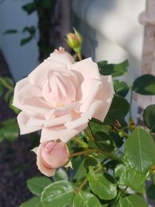 Rose bush (2)
