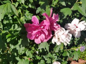 Rose of Sharon