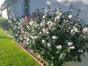 Rose of Sharon hedge