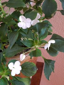 Impatiens close up