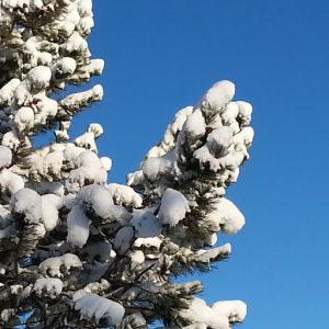 Snow on Pine Tree
