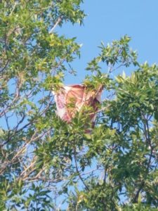Kite in Tree