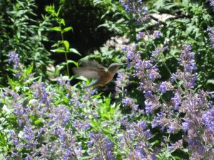 Hummingbird in Vail
